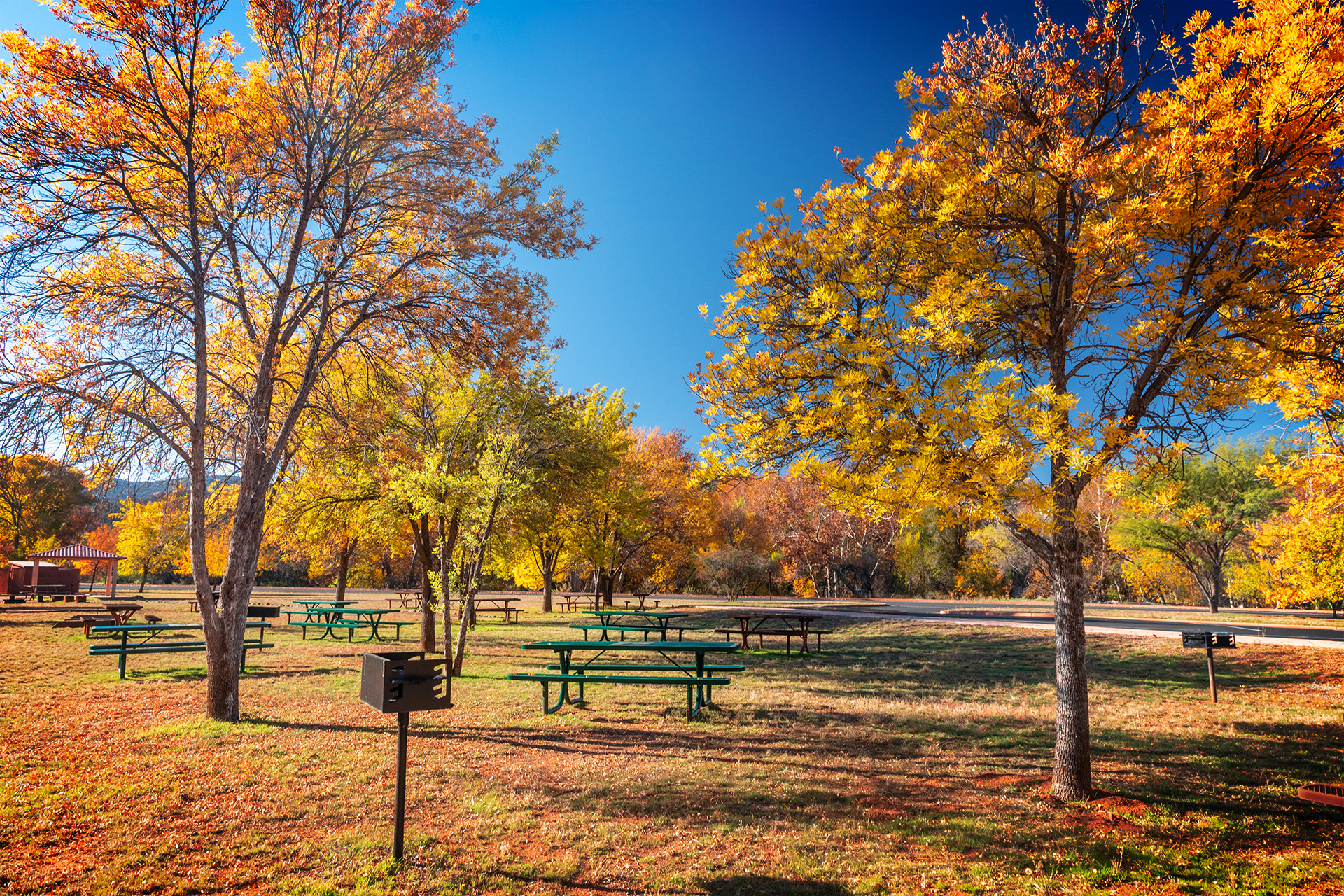 Bright orange and yellow leaves on trees surrounding the picnic area